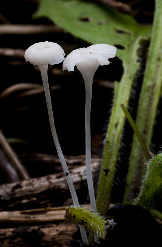 Hemimycena candida